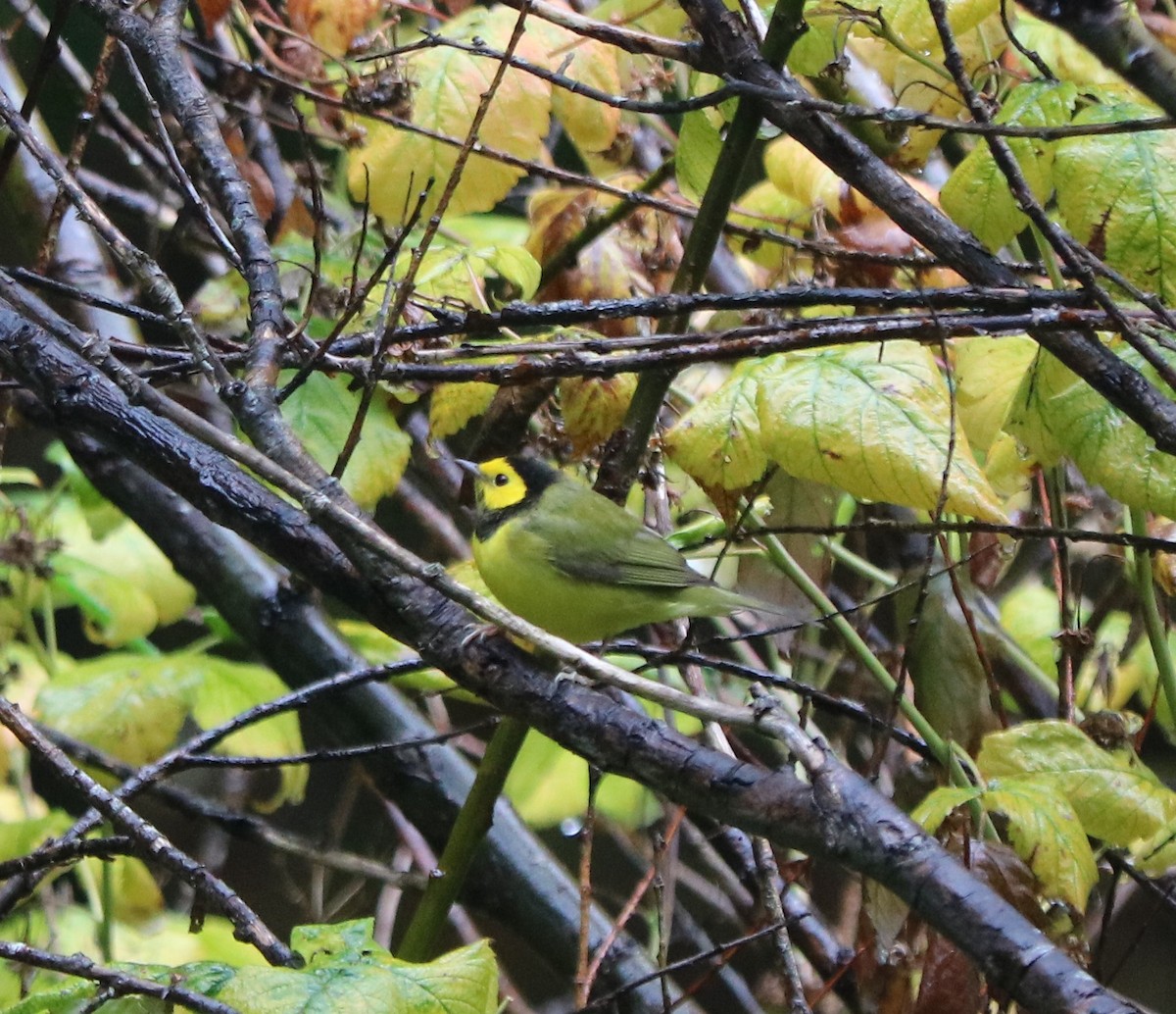 Hooded Warbler - ML643650173
