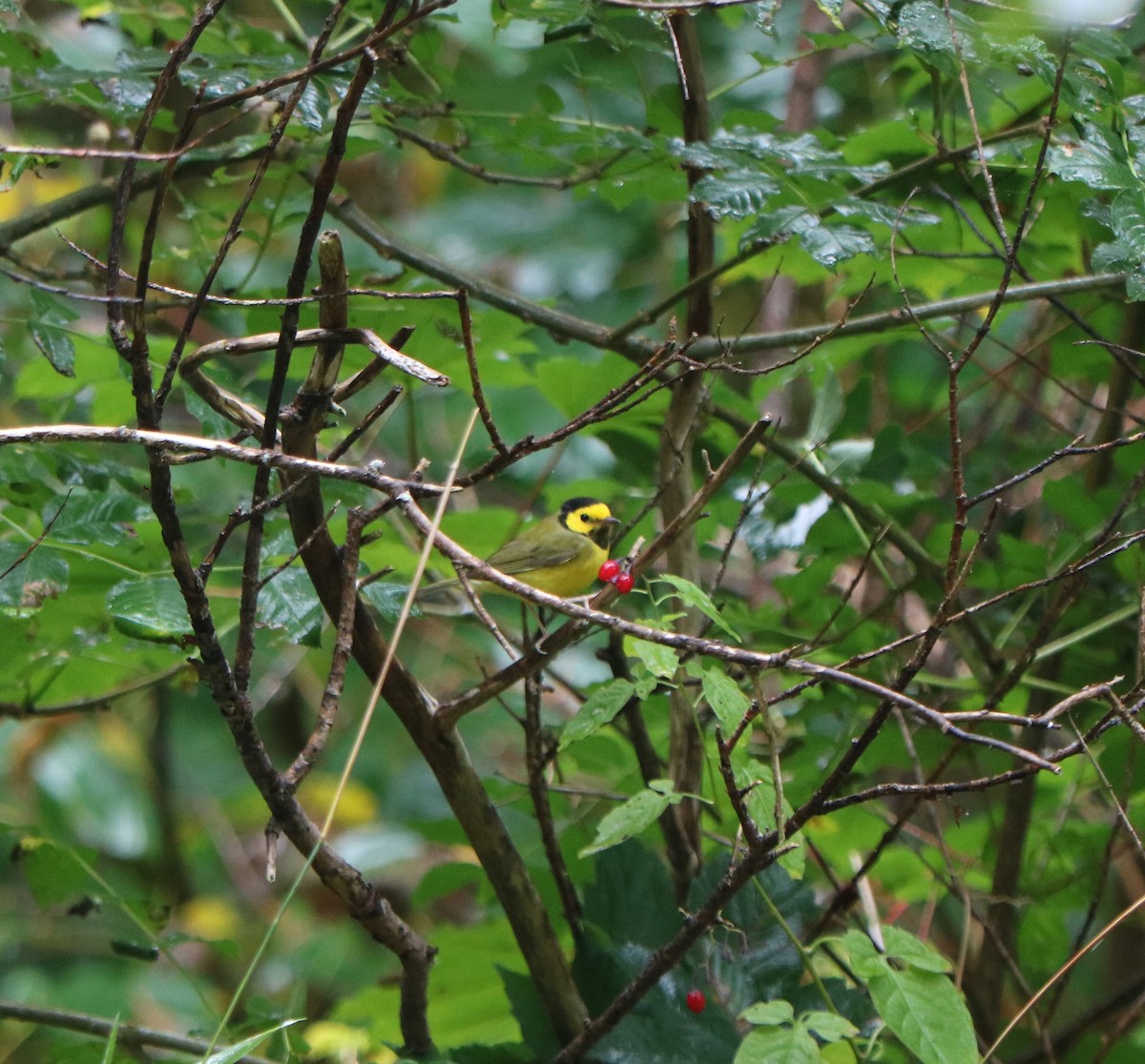 Hooded Warbler - ML643650174