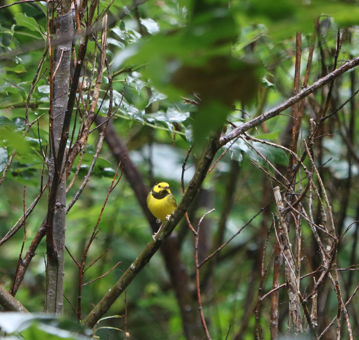 Hooded Warbler - ML643650175
