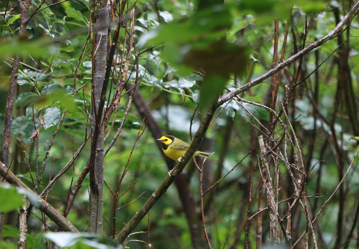 Hooded Warbler - ML643650176