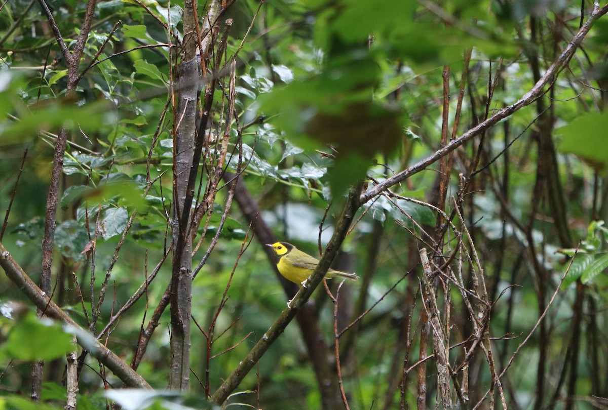 Hooded Warbler - ML643650177