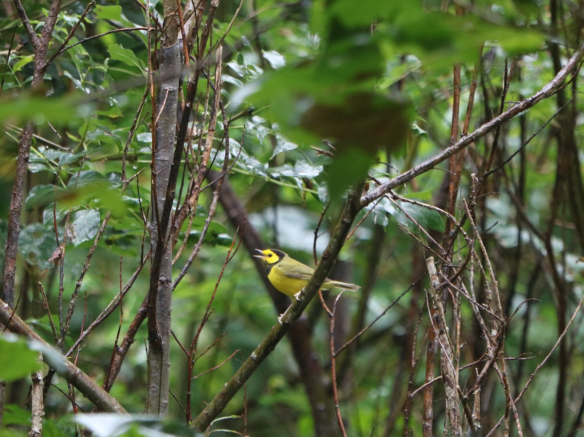 Hooded Warbler - ML643650178