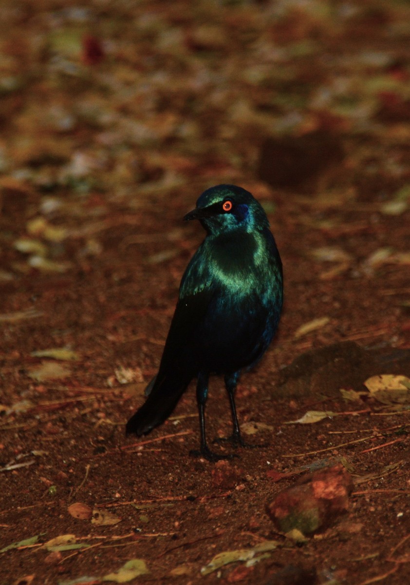 Greater Blue-eared Starling - ML643650189