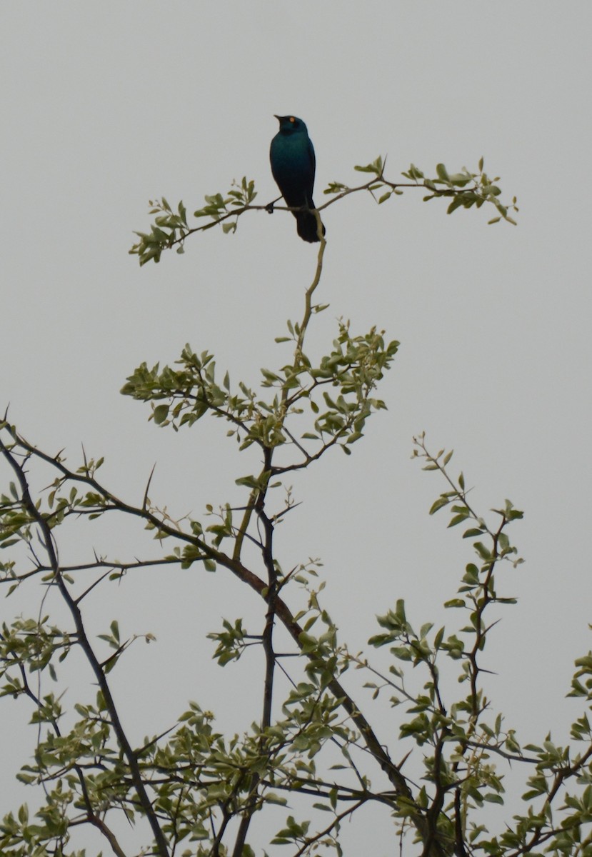 Greater Blue-eared Starling - ML643650190