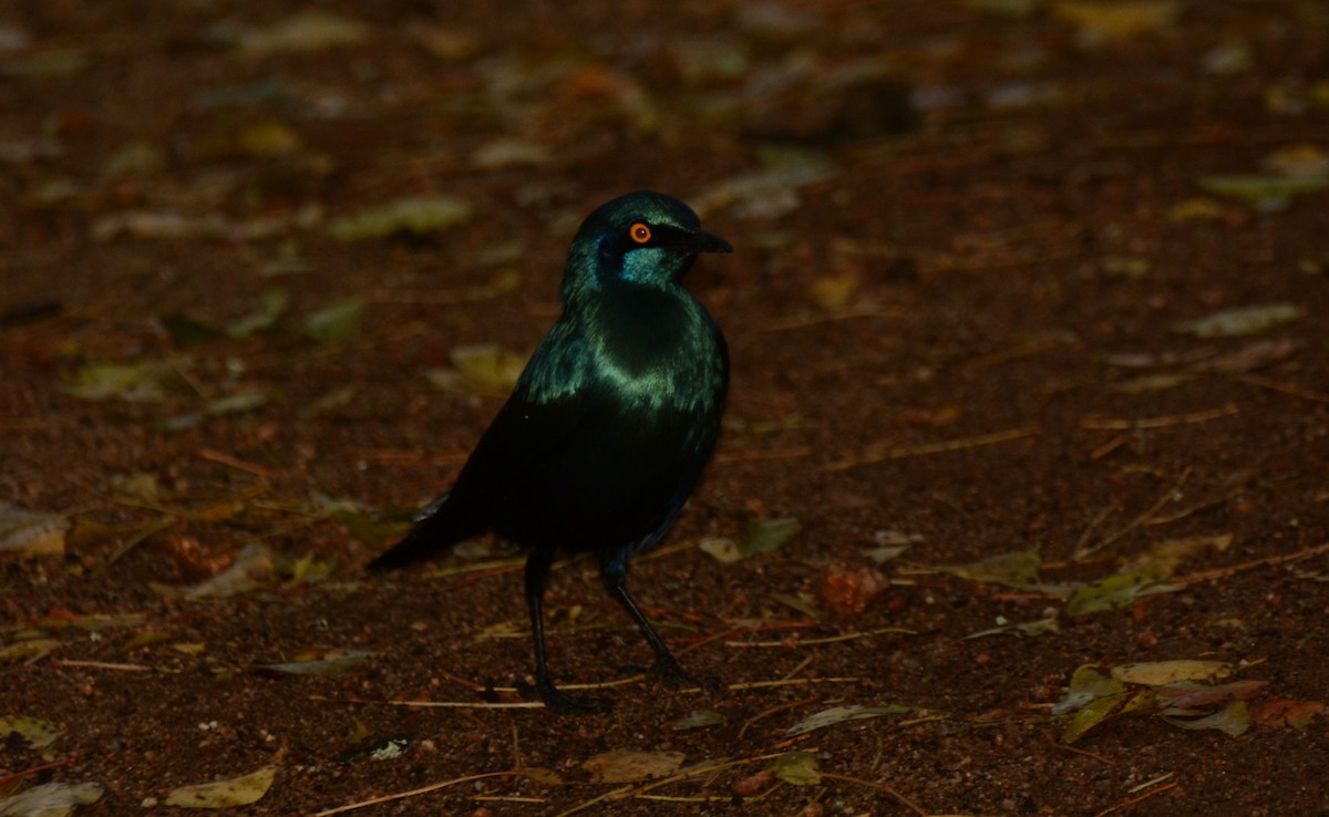 Greater Blue-eared Starling - ML643650191