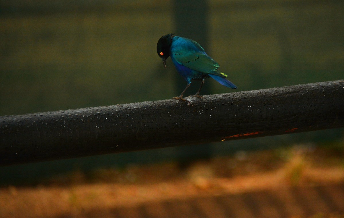 Greater Blue-eared Starling - ML643650192