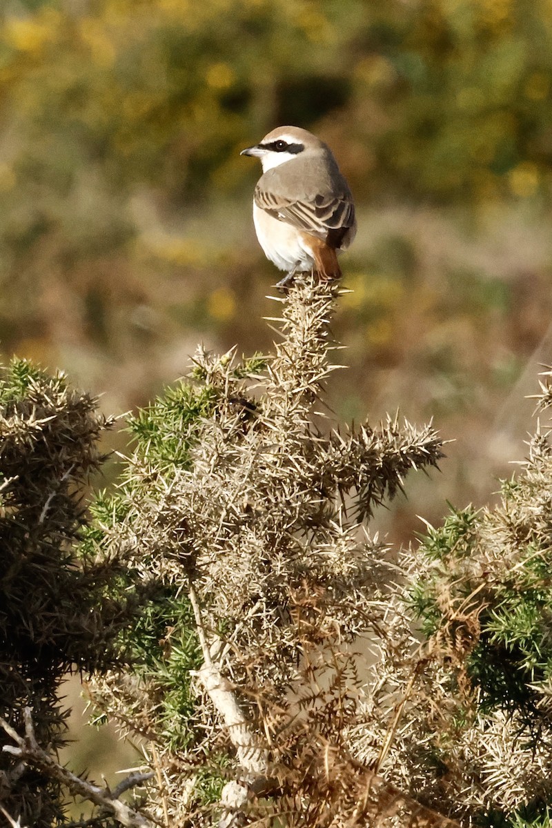 Red-tailed Shrike - ML643650200