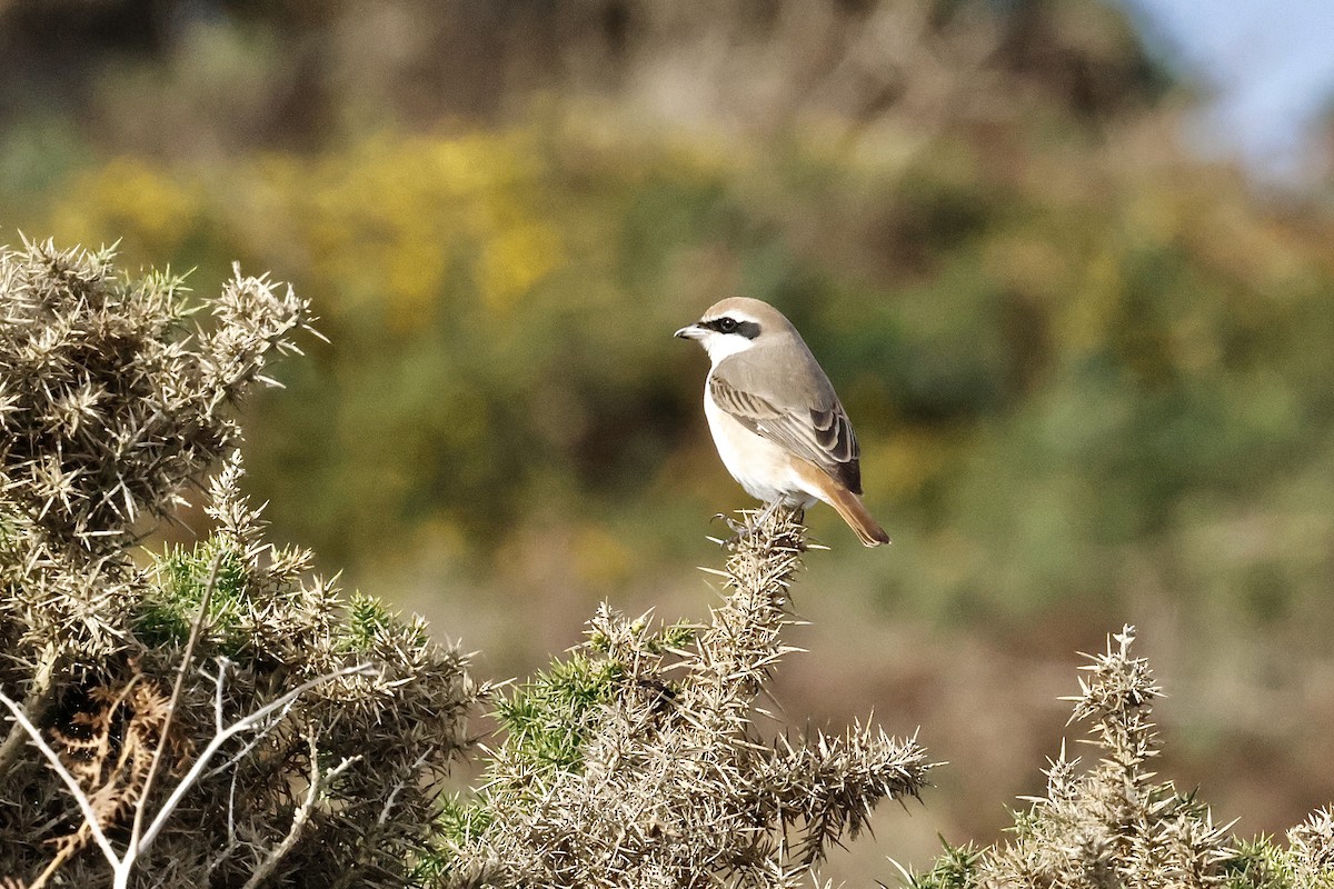 Red-tailed Shrike - ML643650205
