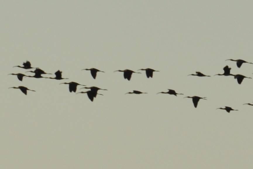 ibis americký - ML643650207