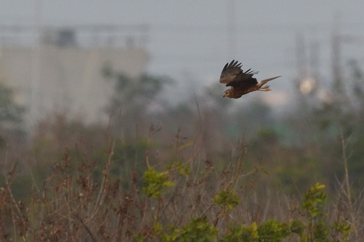 Pied Harrier - ML643650211