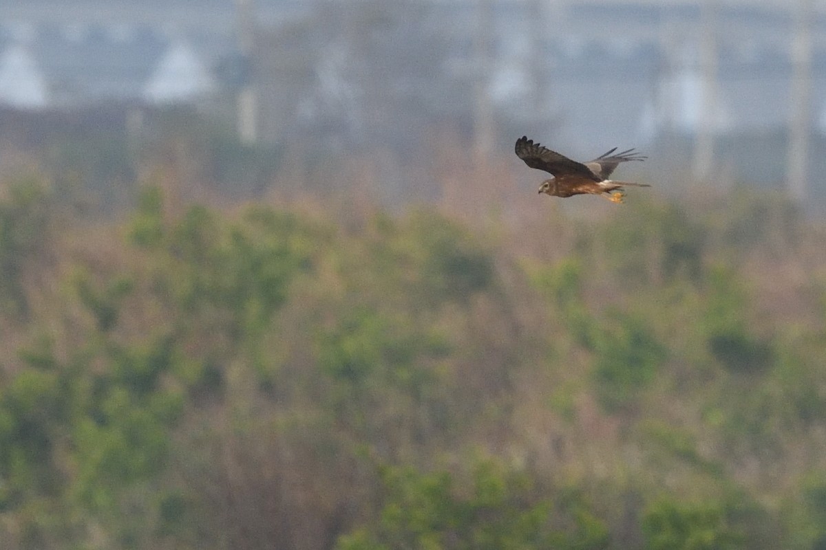 Pied Harrier - ML643650212