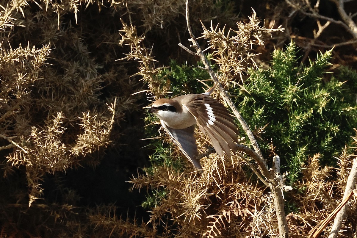 Red-tailed Shrike - ML643650217