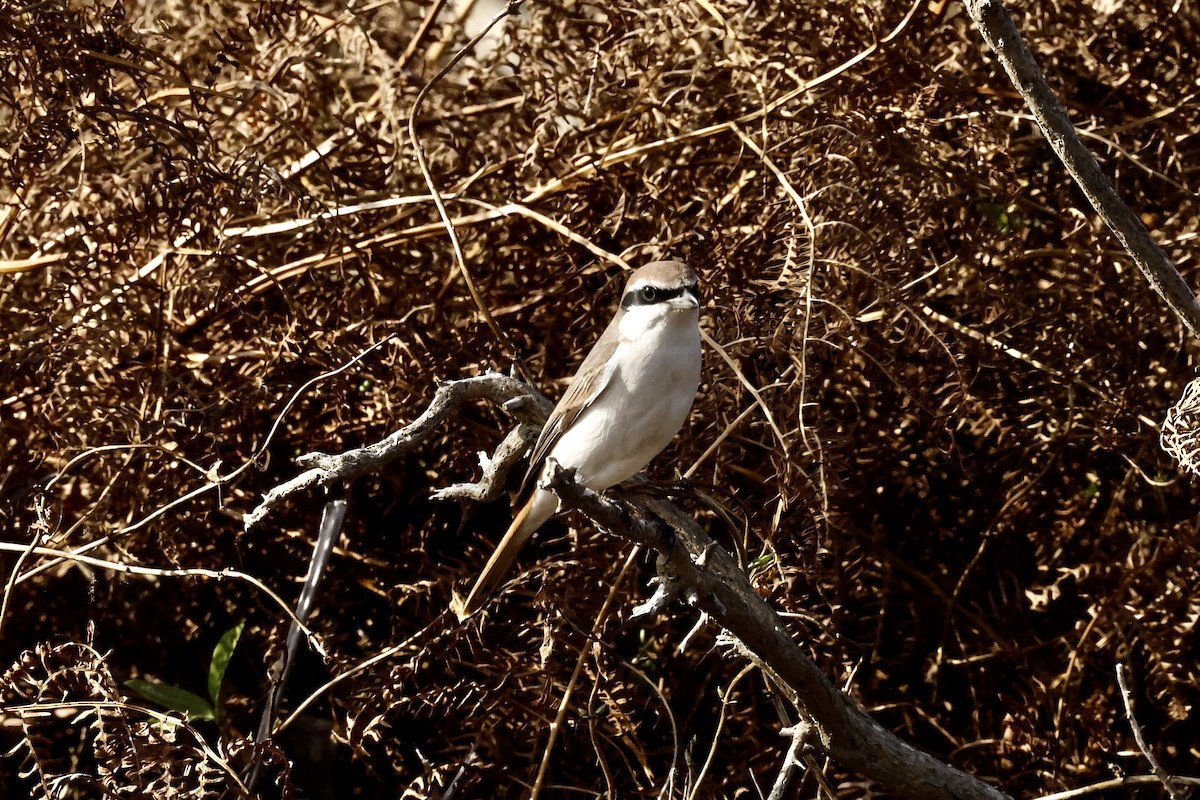 Red-tailed Shrike - ML643650240