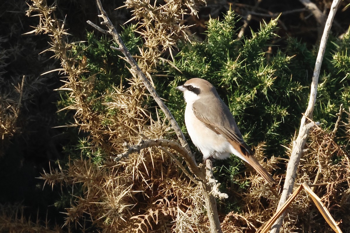 Red-tailed Shrike - ML643650246