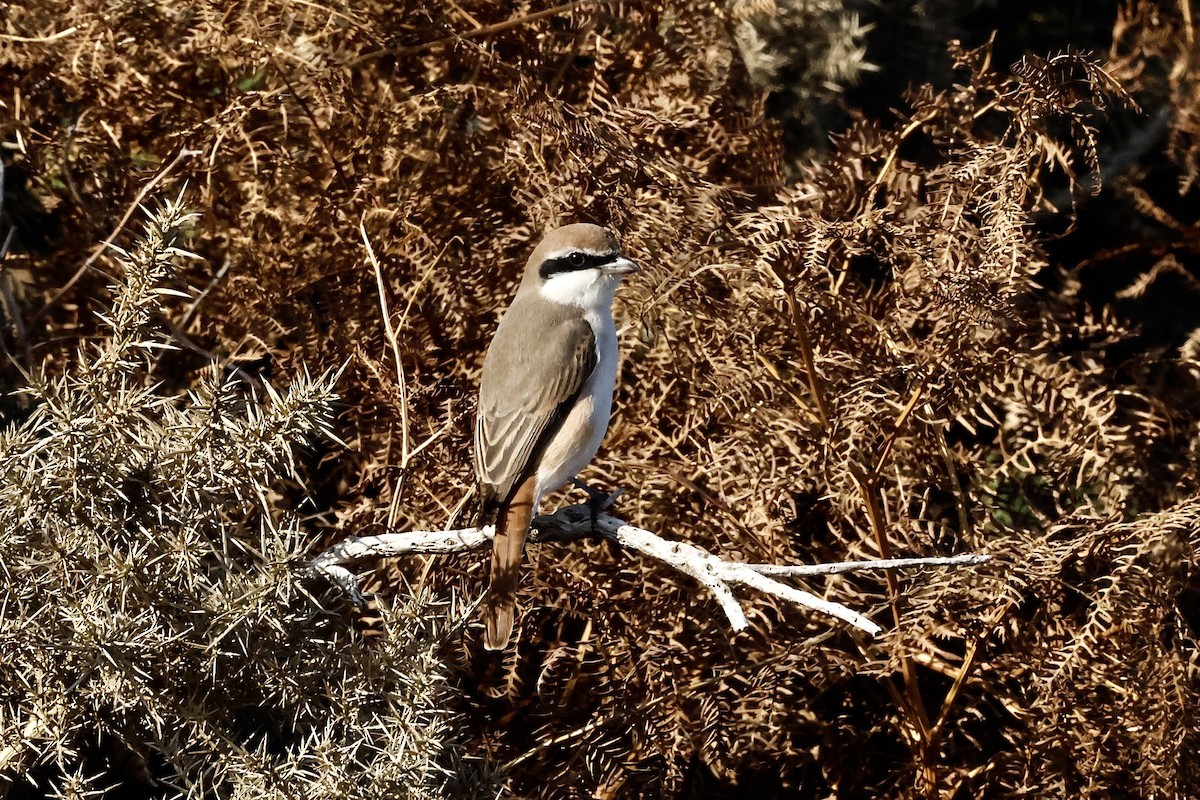 Red-tailed Shrike - ML643650255