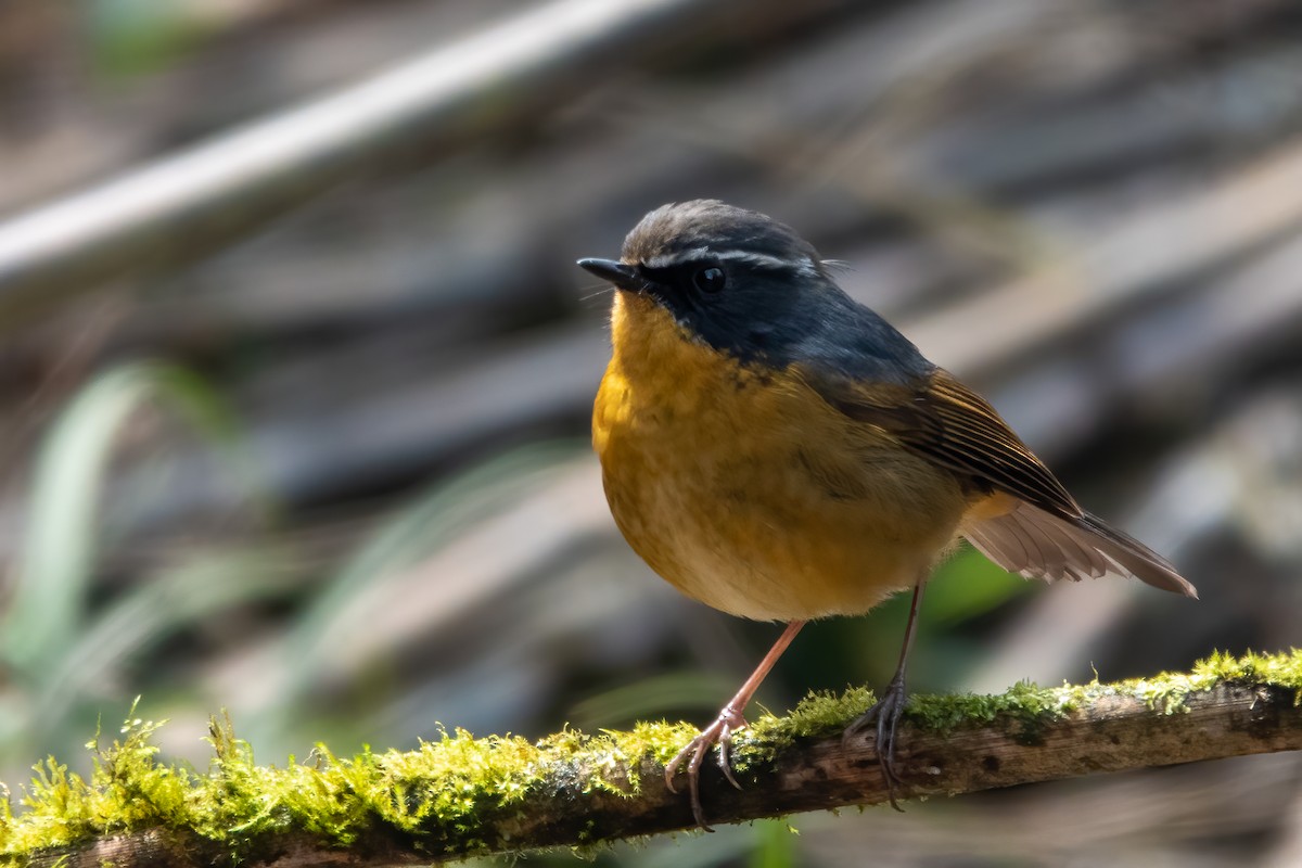 White-browed Bush-Robin - ML643650257