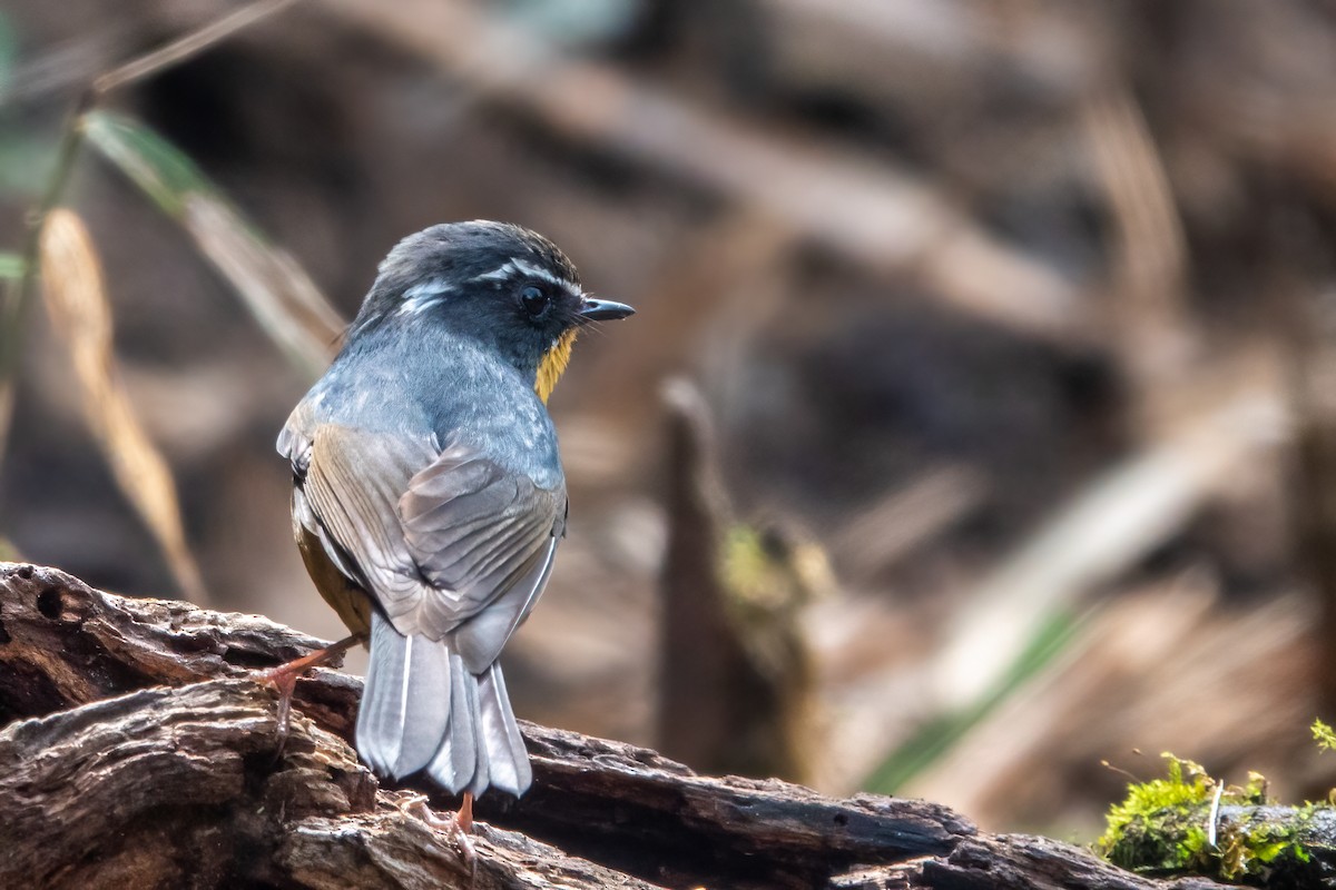 White-browed Bush-Robin - ML643650259
