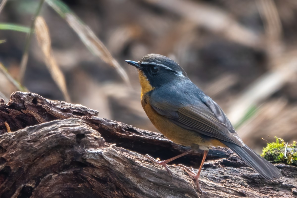 White-browed Bush-Robin - ML643650260