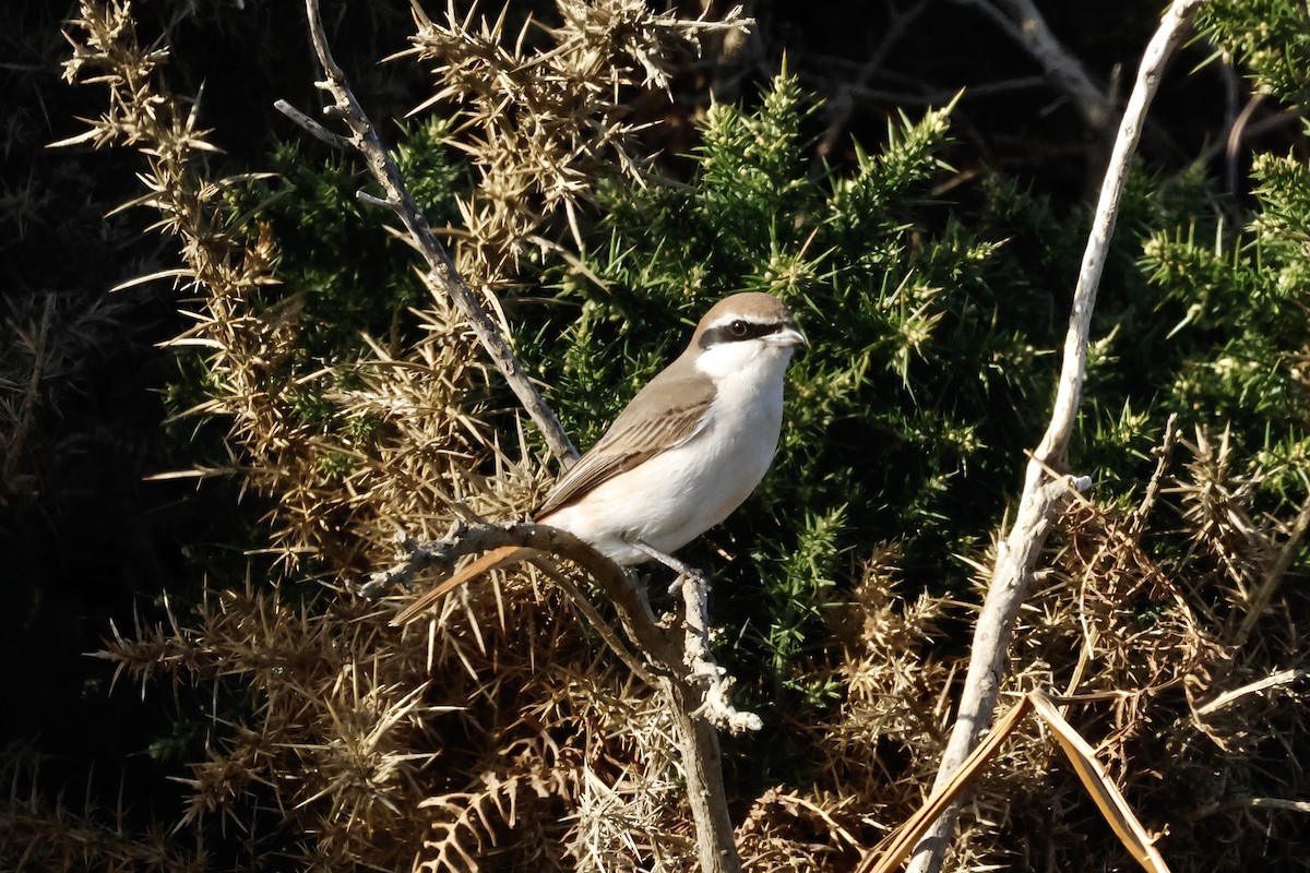 Red-tailed Shrike - ML643650267