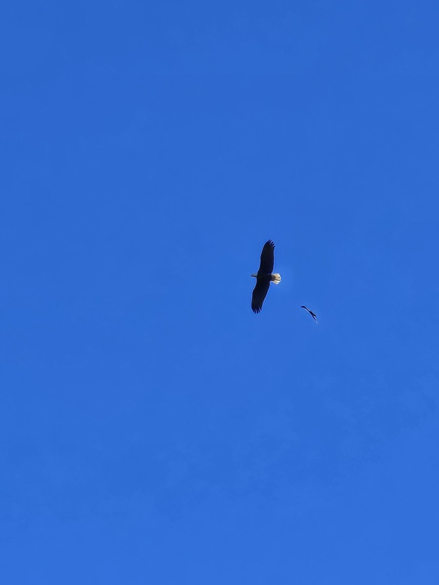 ハクトウワシ - ML643650268