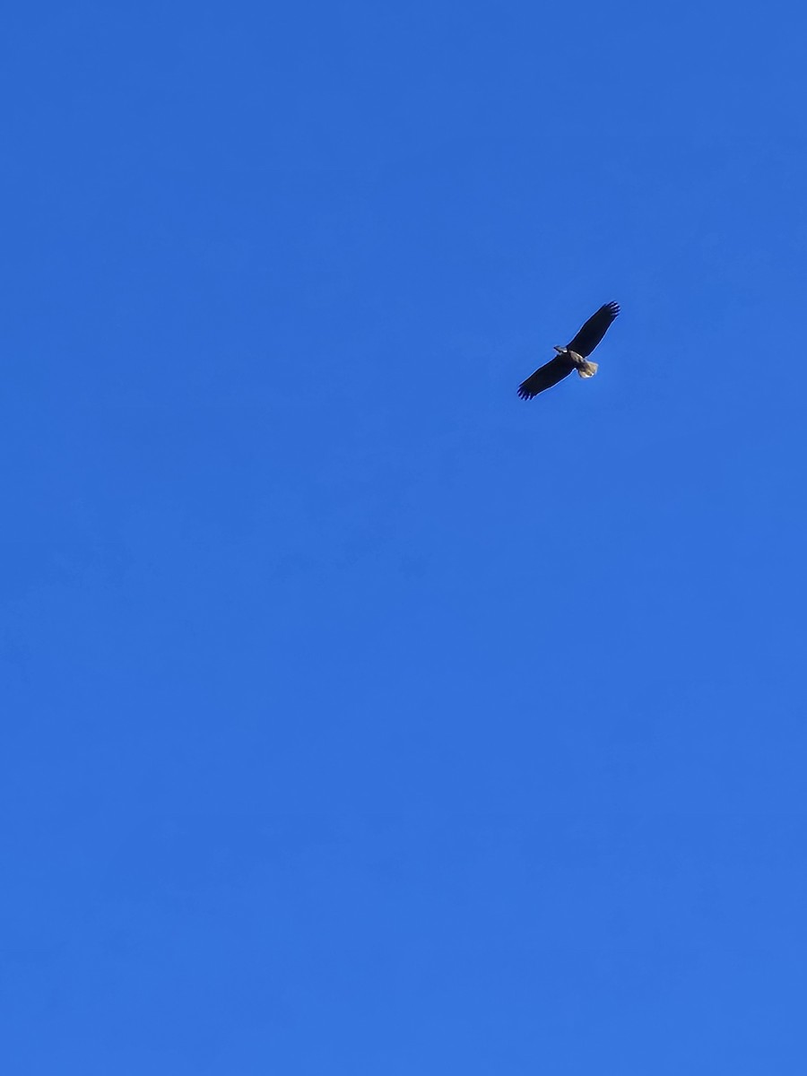 ハクトウワシ - ML643650271