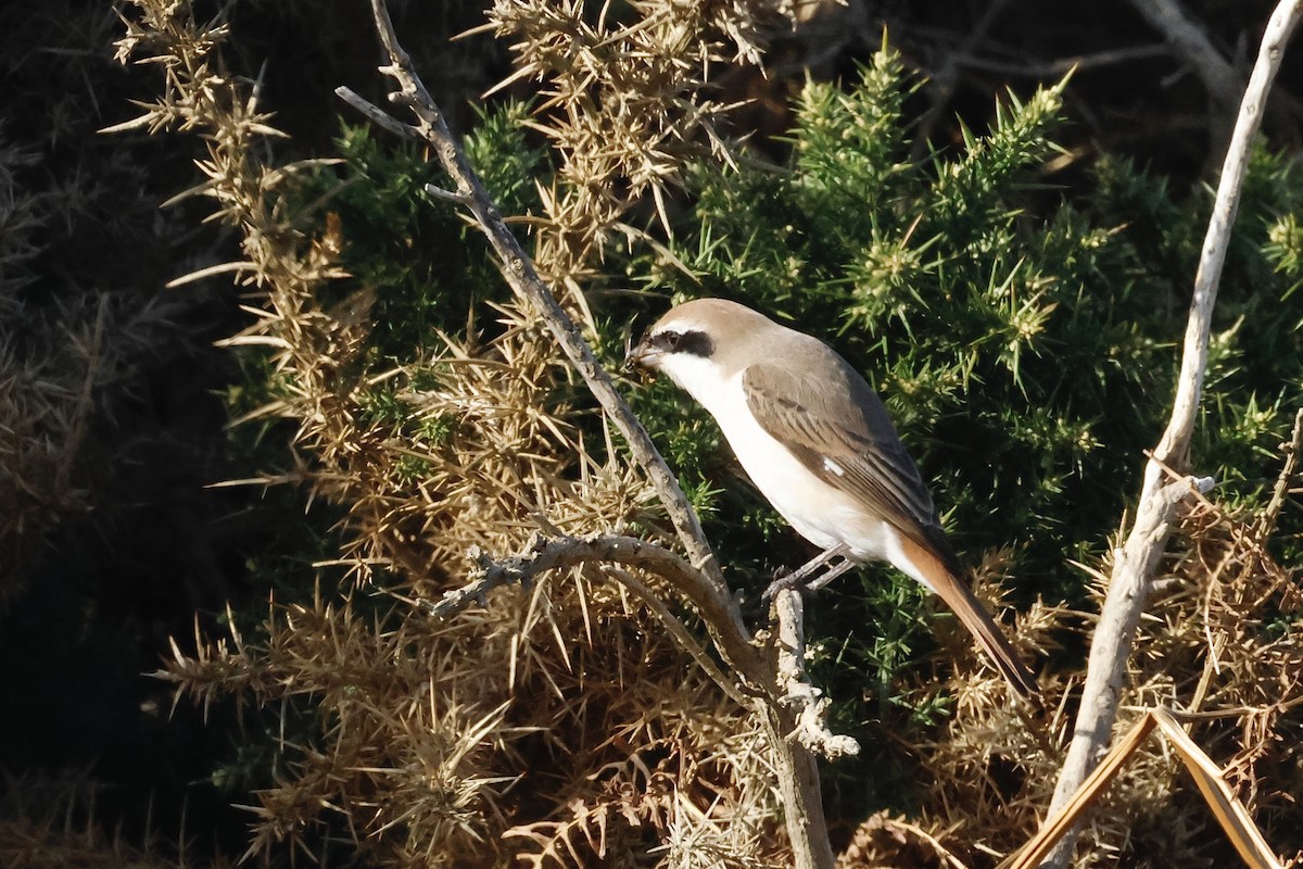 Red-tailed Shrike - ML643650280