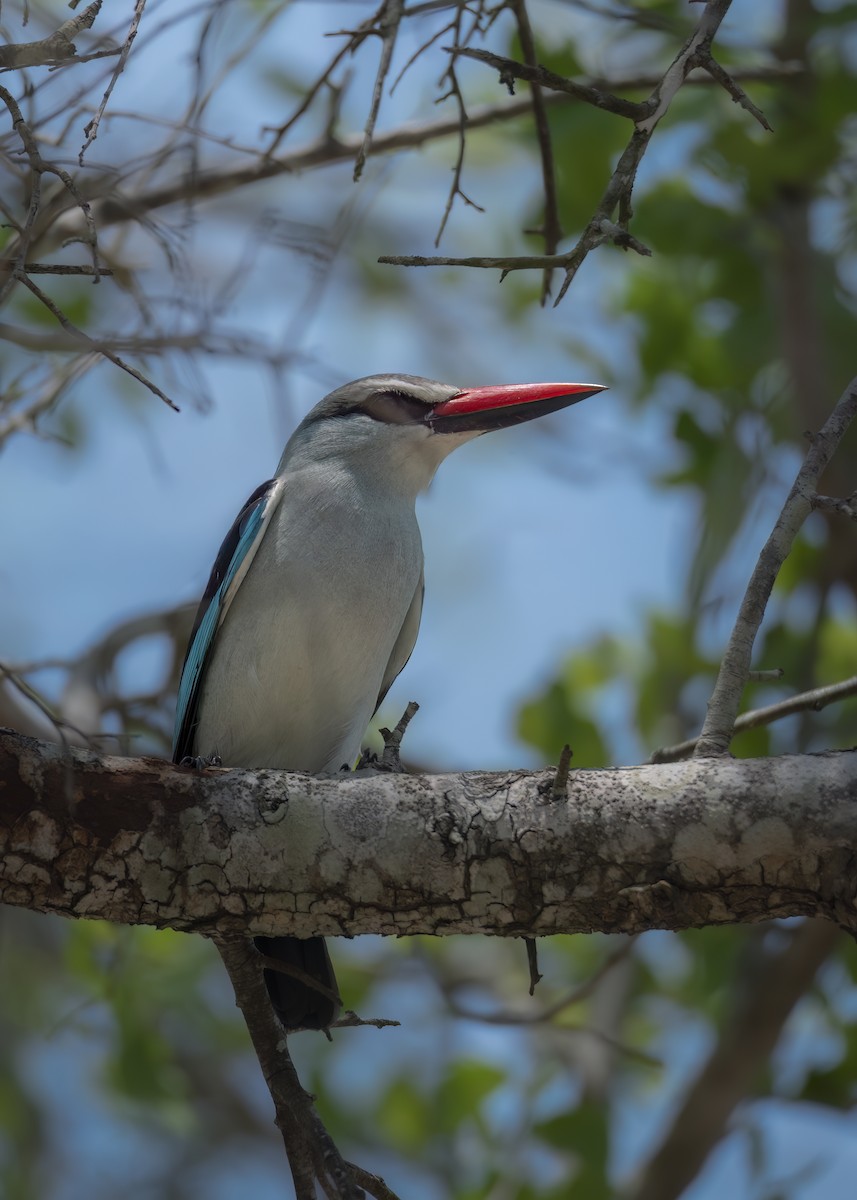 Woodland Kingfisher - ML643650286