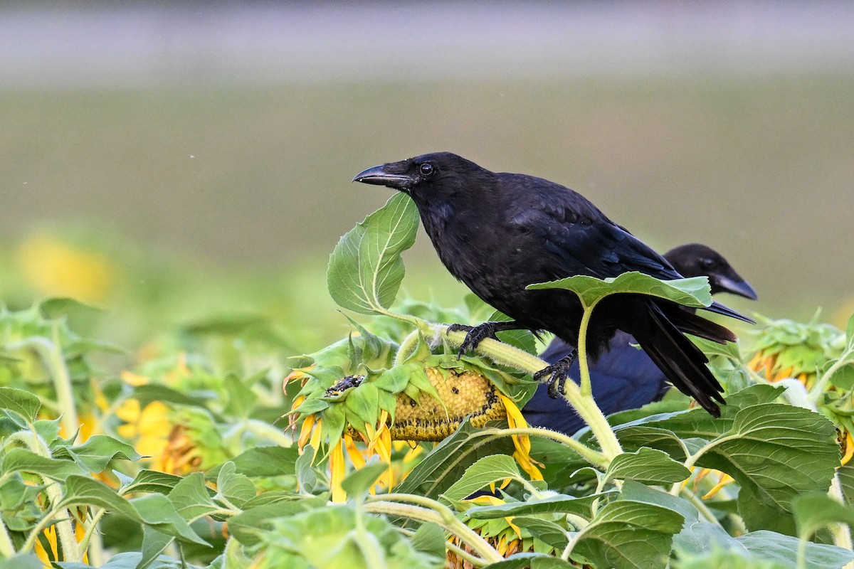 Carrion Crow - ML643650290