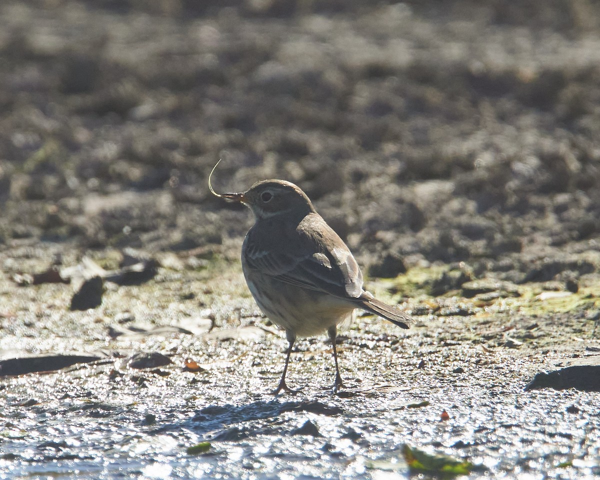 American Pipit - ML643650294