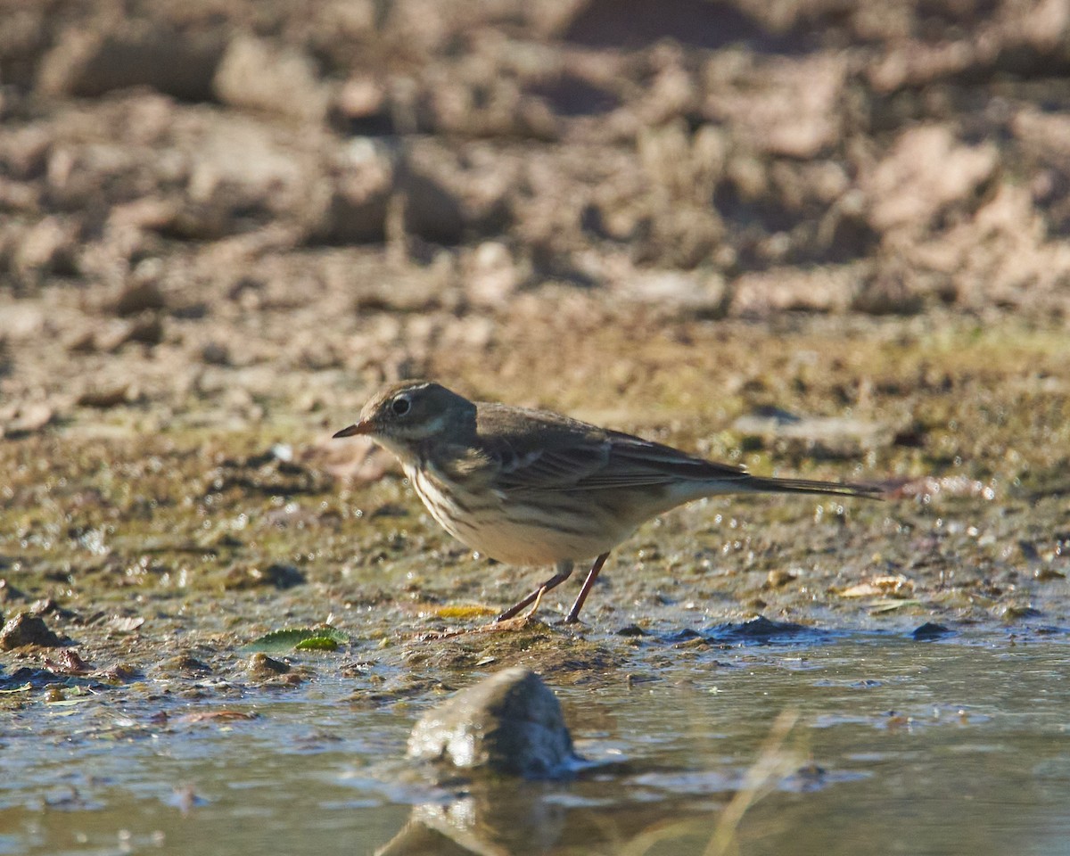 American Pipit - ML643650296