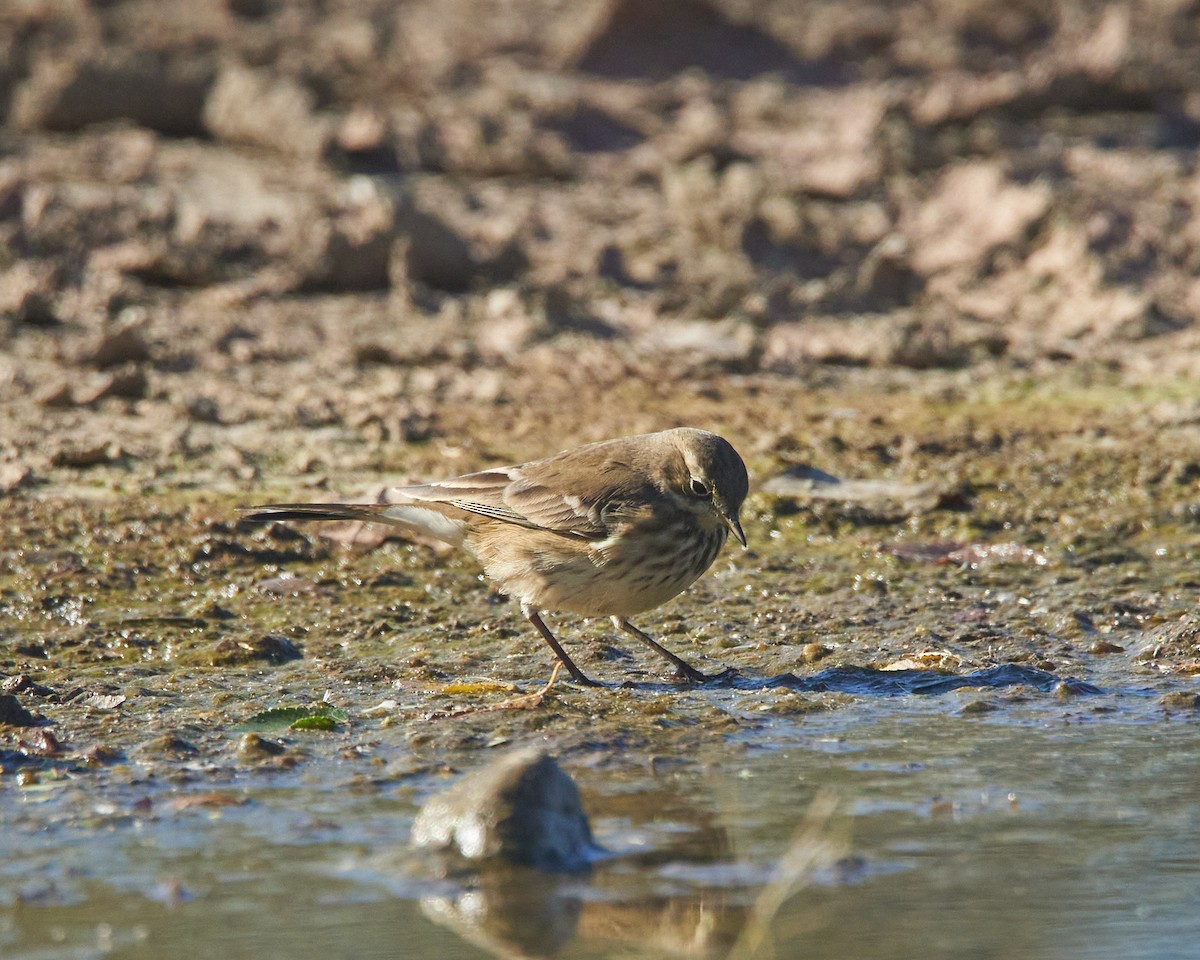 American Pipit - ML643650297