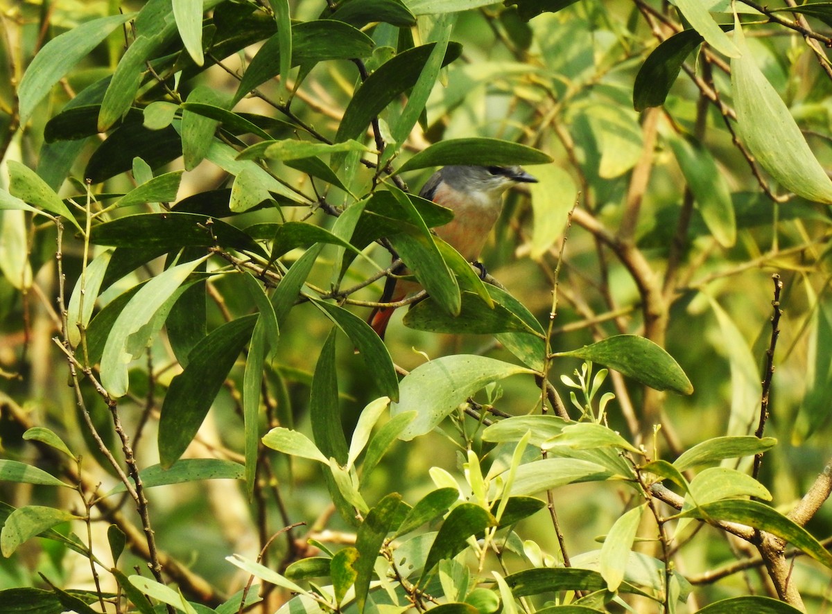 Rosy Minivet - ML643650299