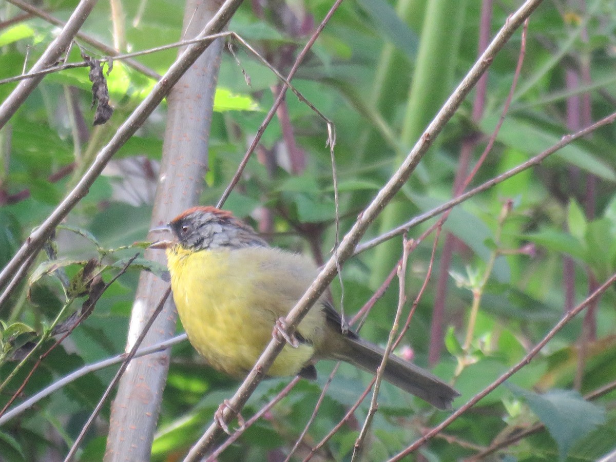 Rufous-capped Brushfinch - ML643650301