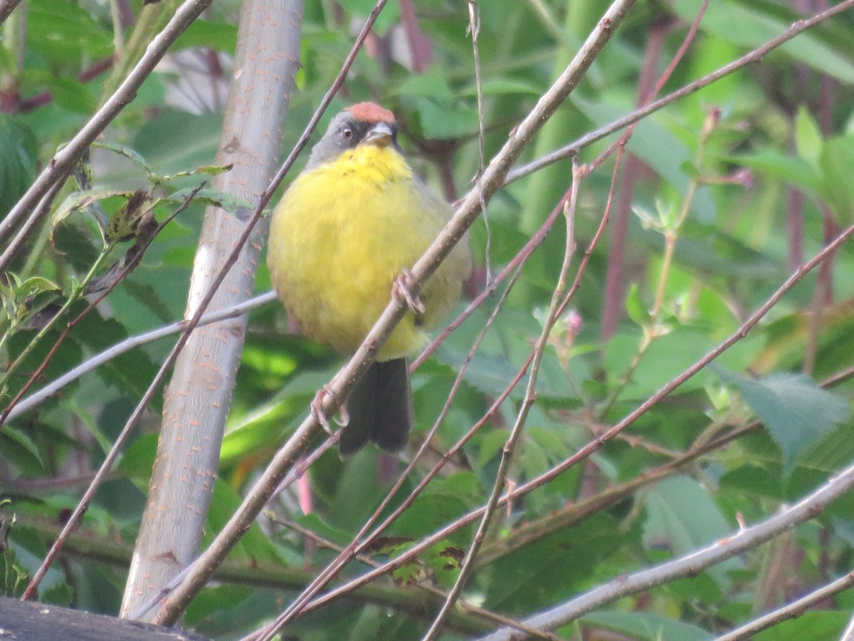 Rufous-capped Brushfinch - ML643650302