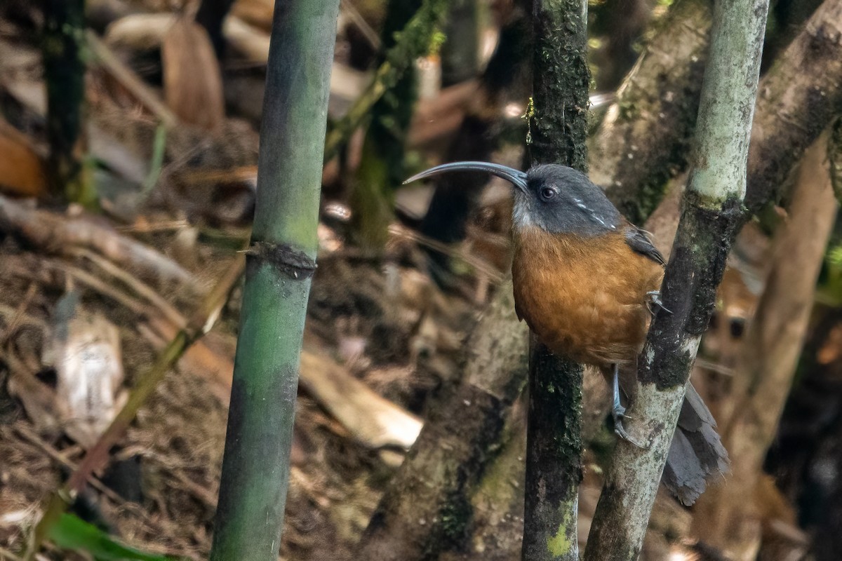 Slender-billed Scimitar-Babbler - ML643650305