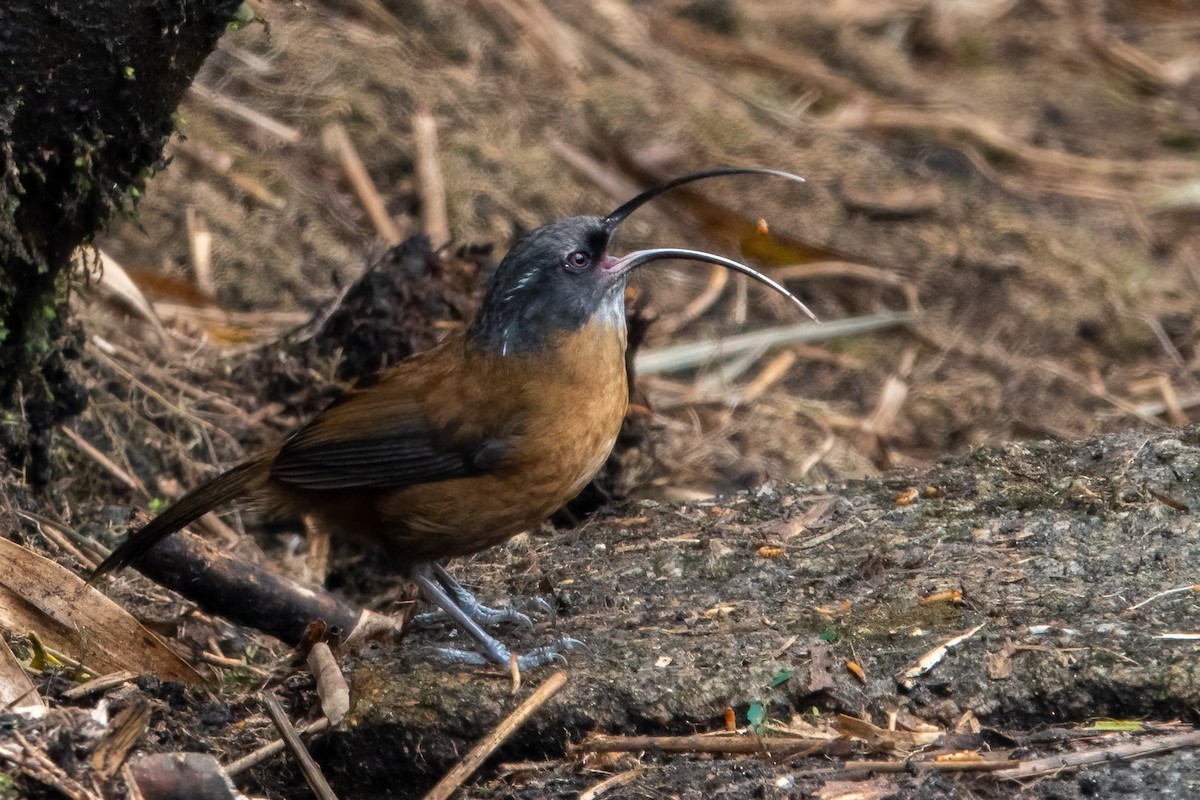Slender-billed Scimitar-Babbler - ML643650306