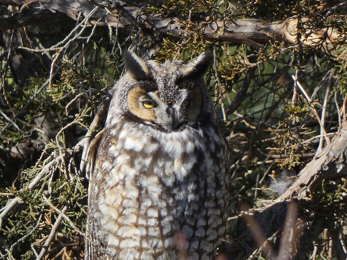Long-eared Owl - ML643650308