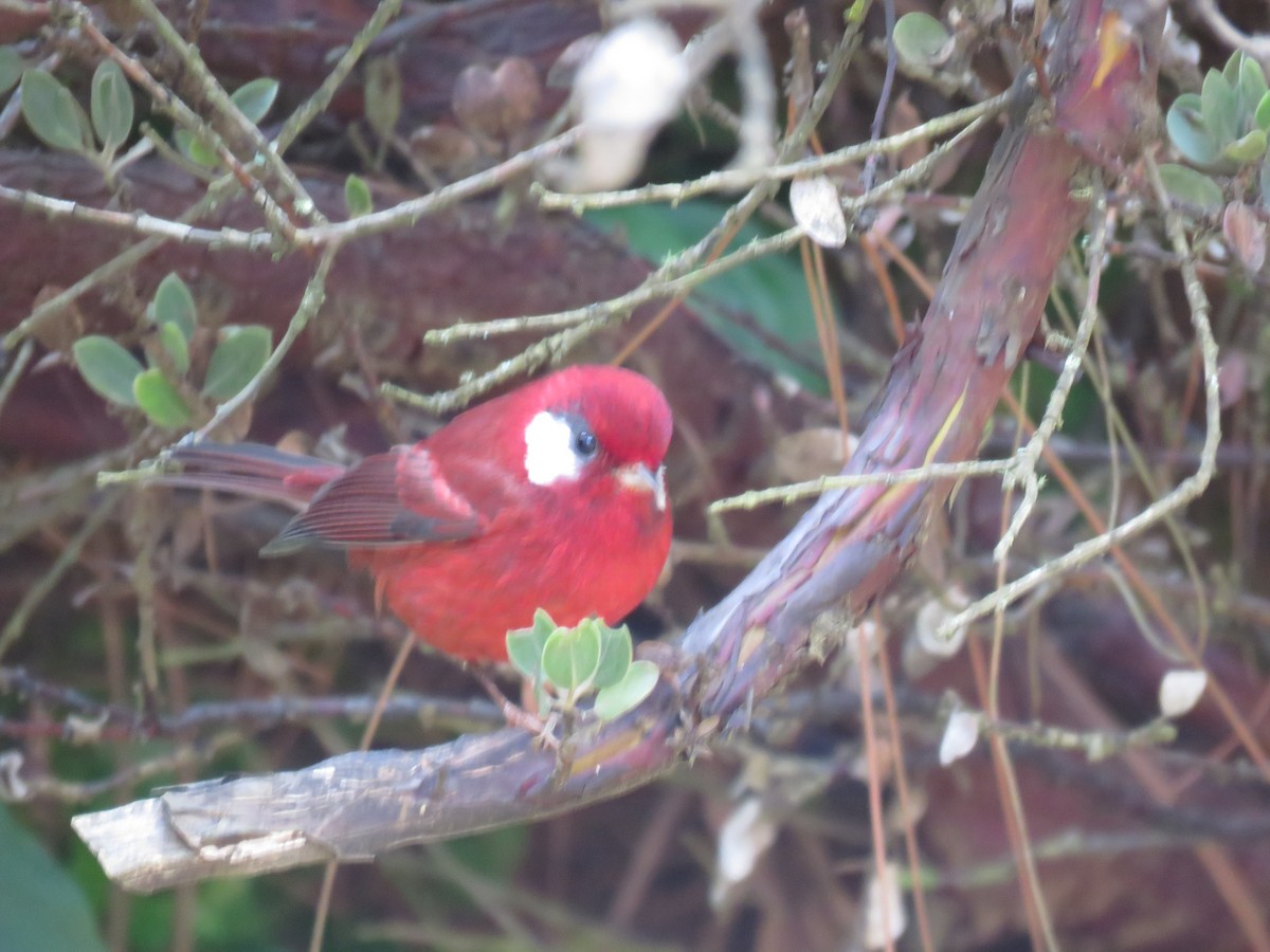 Red Warbler - ML643650317