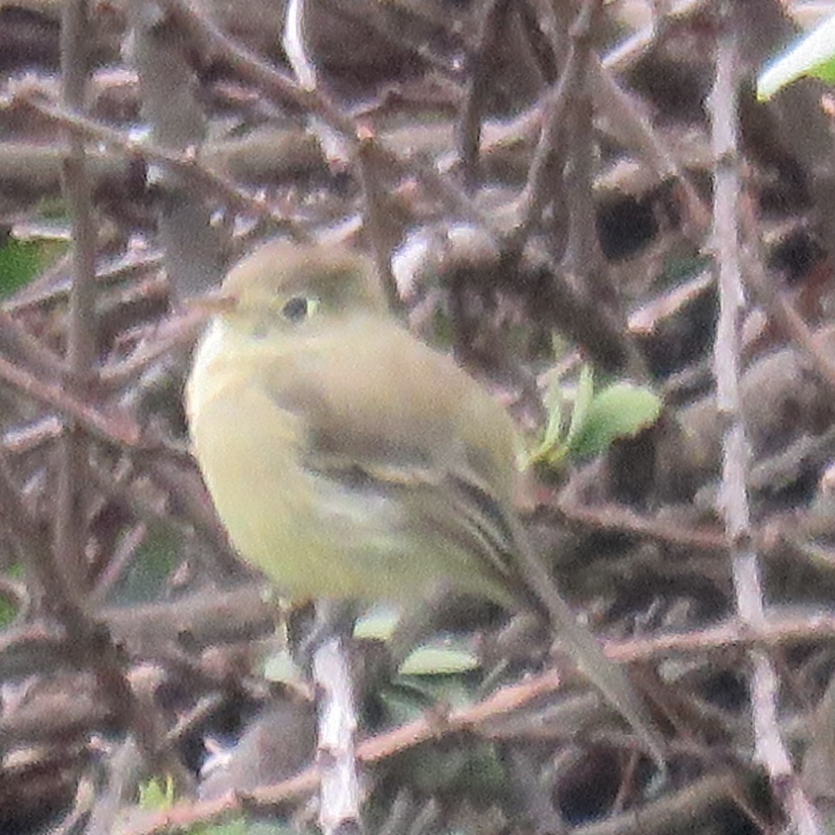 Least Flycatcher - ML643650340