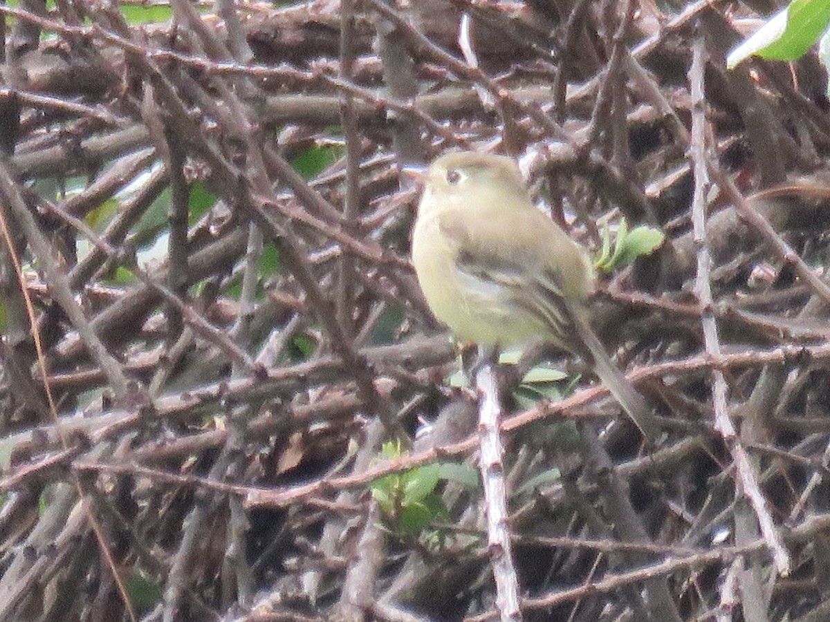 Least Flycatcher - ML643650341