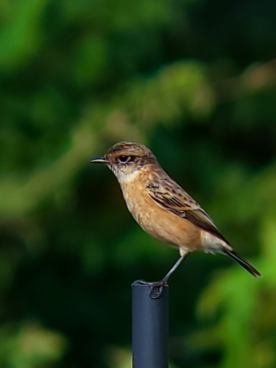 Pallasschwarzkehlchen - ML643650371