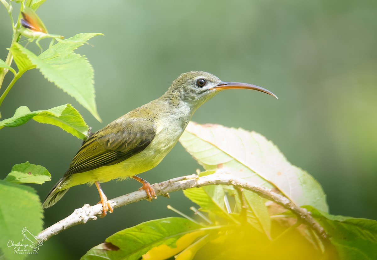 Little Spiderhunter - ML643650387