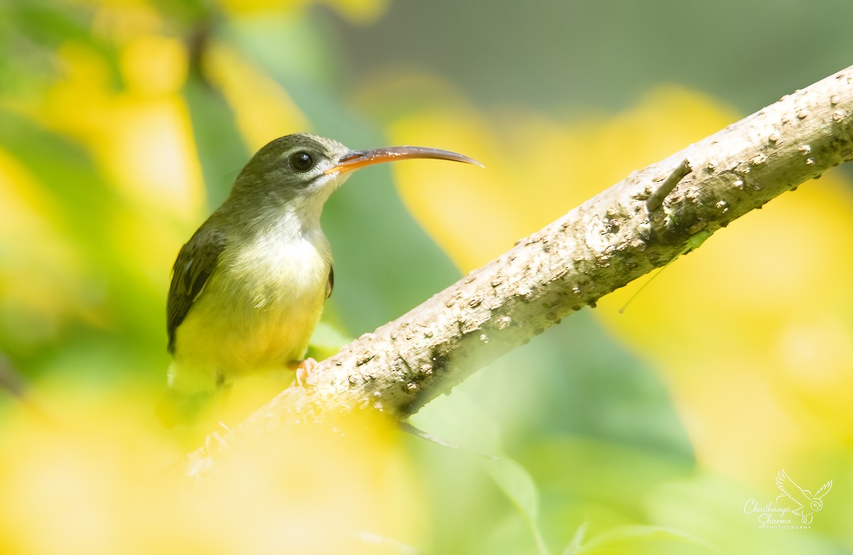 Little Spiderhunter - ML643650388