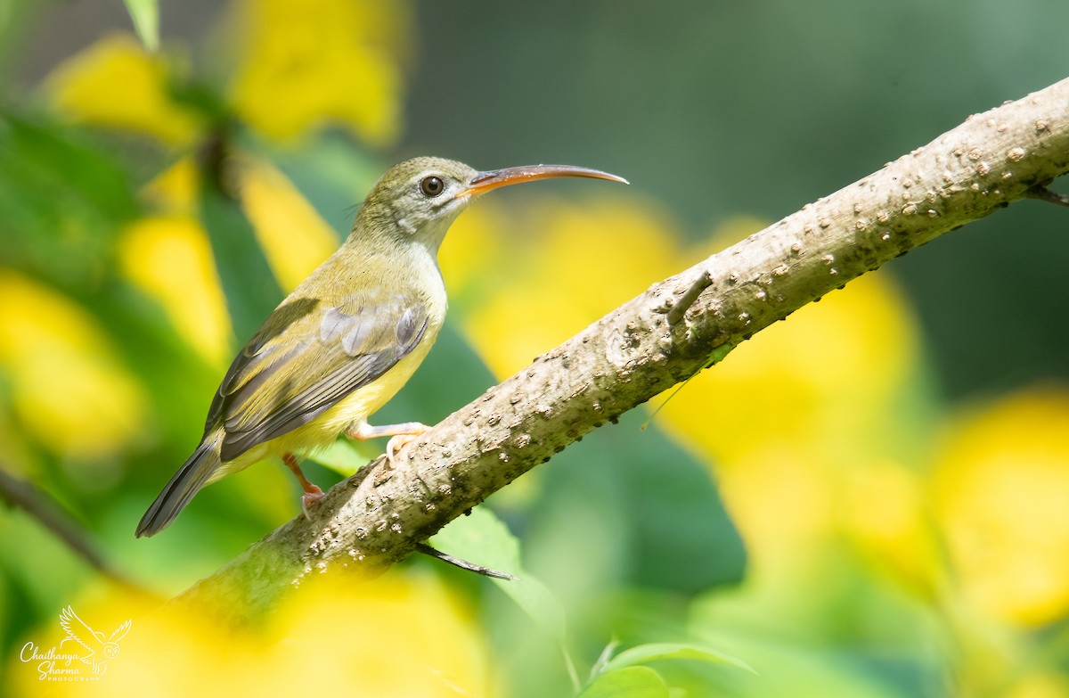 Little Spiderhunter - ML643650389