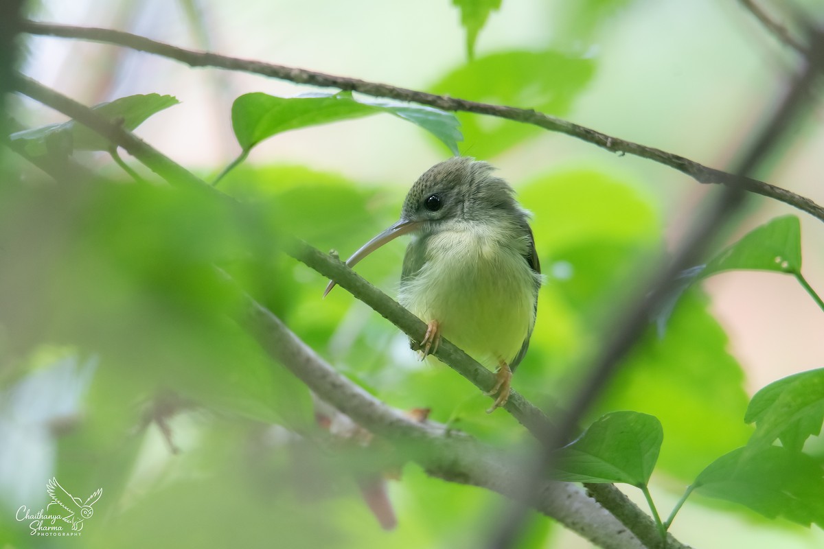 Little Spiderhunter - ML643650391