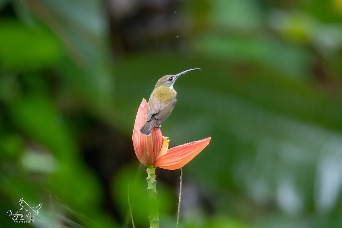 Little Spiderhunter - ML643650393