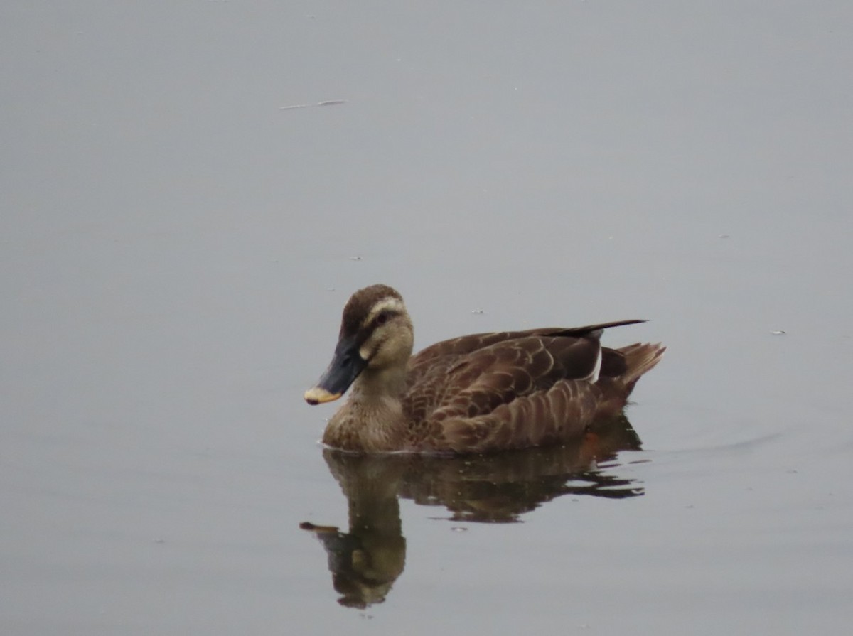 Eastern Spot-billed Duck - ML643650395
