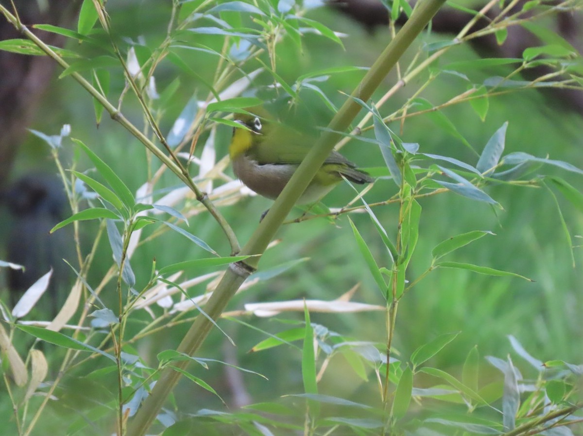 Warbling White-eye - ML643650405