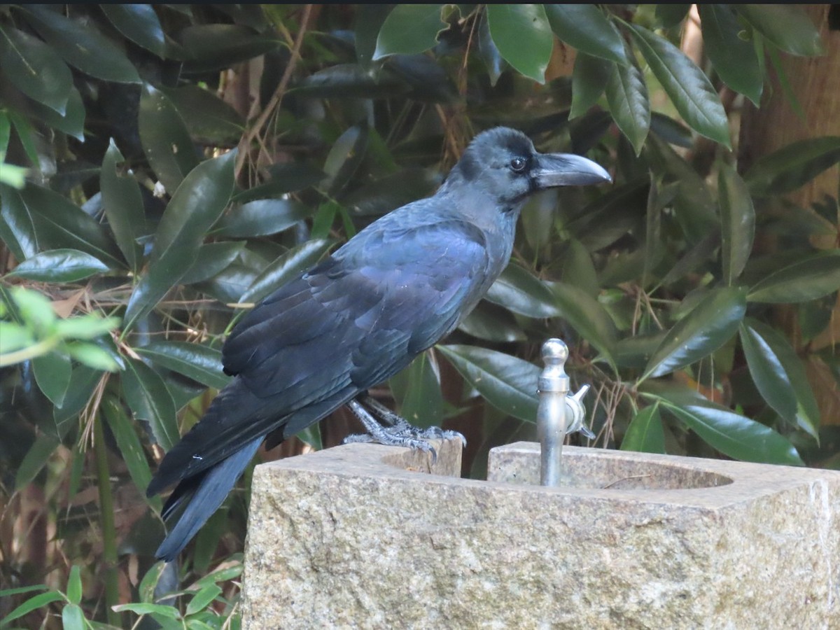 Large-billed Crow - ML643650427