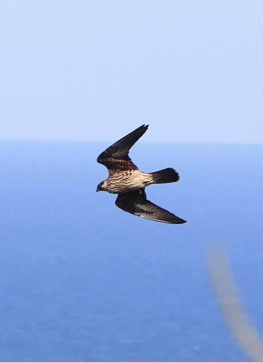 Eleonora's Falcon - ML643650437
